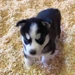 Siberian Husky Puppies Blue eyes Ready0 - Hamilton - Arts & Crafts listing
