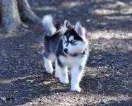 Straight up Blue Eyes Siberian Husky Puppies For Sale 0 - Oshawa - Arts & Crafts listing