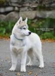 Cute and Adorable Siberian Husky Puppies0 - Hamilton - Arts & Crafts listing