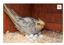 African Grey Parrots and parrots eggs for sale - photo 3 / 4