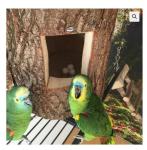 African Grey Parrots and parrots eggs for sale - Toronto - General listing