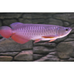 Super red arowana fish and stingray fish for sale - Farm & Garden listing in Toronto