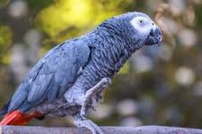 African Grey Parrots Available - Free listing in Toronto