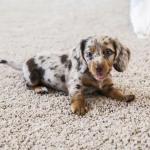 Mini Dachshund puppies for sale - Barrie - General listing