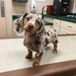 buy Dachshund puppies for sale. - Pets Sitting listing in Montreal