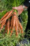 What Makes Farm Fresh Carrots So Nutritious? - Farm & Garden listing in Toronto