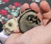 Bonded Sugar Gliders for Rehoming - Ottawa - Other Hobbies listing