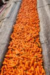 carrot production in Canada at Gwillimdale Farms. - Farm & Garden listing in Toronto