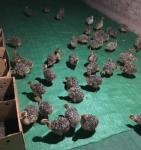 Ostrich Chicks and fertile Ostrich Eggs - Windsor - General listing