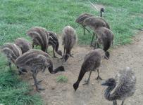 Ostrich Chicks and fertile Ostrich Eggs - Fredericton - General listing