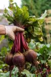Why Beets Should Be Your New Superfood Obsession - Farm & Garden listing in Toronto