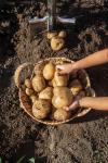Potato Growers Ontario Gwillimdale Farms - photo 3 / 3