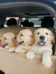 Adorable Golden Retriever Puppies for Sale - photo 2 / 3