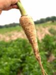 Parship farms in canada | Gwillimdale Farms - Toronto - Food & Treats listing