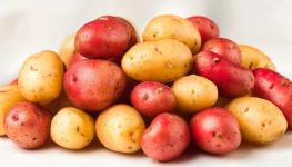 Mini roasted potatoes in canada| Gwillimdale Farms - Toronto - Food & Treats listing