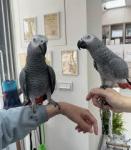 2 Active Birds African Grey Parrots - Oshawa - Businesses for Sale listing