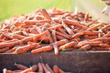 Carrot production in Canada| Gwillimdale Farms - Toronto - Food & Treats listing