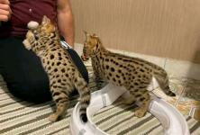 Ocelots, Caracals and F1 - F3 savannah - Household listing in Saskatoon