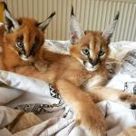 Ocelots, Caracals and Serval kittens for sale - General listing in Montreal