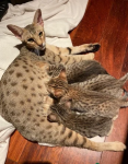 Ocelots, Caracals and Serval kittens for sale - photo 3 / 3