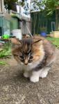 Birman Cat and Kittens For Re-homing - photo 2 / 2