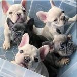 French bulldog puppies available - photo 2 / 2