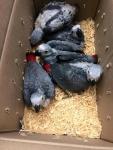 African Grey Parrots - photo 2 / 4
