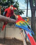 Buy Healthy Parrots And Fertile Parrot Eggs - photo 6 / 6