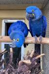 Buy Healthy Parrots And Fertile Parrot Eggs - photo 2 / 6