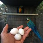 Buy Healthy Parrots And Fertile Parrot Eggs - General listing in Montreal