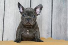 Healthy Blue French Bulldog Puppies Available - Toronto - General listing