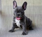 Healthy Blue French Bulldog Puppies Available - photo 3 / 3