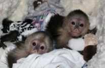 Baby Capuchin Monkeys For sale - photo 3 / 3