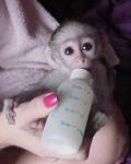 Baby Capuchin Monkeys For sale - photo 2 / 3