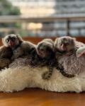 Pygmy Marmoset Monkey for sale - Montreal - Pets Sitting listing