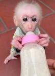 Amazing capuchin monkeys for sale - Fredericton - Pets Sitting listing