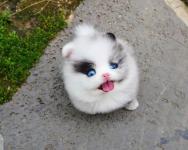 Pomeranian puppies available for a good home - Hamilton - Farm & Garden listing