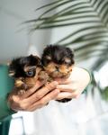 Adorable Yorkshire Ready For A New Home. - Edmonton - Other Hobbies listing