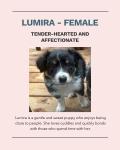 Australian Shepherd / Border Collie Puppies - Ottawa - Arts & Crafts listing