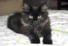 Turkish Angora - Toronto - General listing
