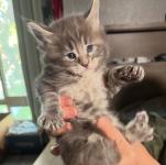 2 mainecoon kittens for sale - Calgary - Household listing