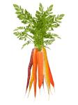 Growing rainbow carrots at Gwillimdale Farms. - Toronto - Food & Treats listing