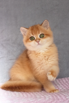 Purebred British Shorthair kitten - General listing in Calgary
