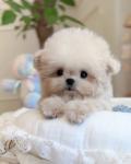 Teacup Cream Poodle - London - General listing
