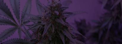 Cigarettes Moncton – Shop Quality Cigarettes at KushKingz - Moncton - Counseling Services listing