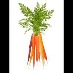 A Crisp and Healthy Shaved Beet and Carrot Salad - Toronto - Food & Treats listing