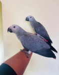 Gorgeous Hand Reared Baby African Grey Parrots - Toronto - Group & Individual Walks listing