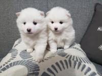 American Eskimo pups! a boy and a girl just in time for Christmas! - General listing in Hamilton
