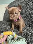 Charming French Bulldog Puppies Ready to Join Their Forever Families - General listing in Calgary