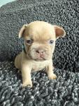 Charming French Bulldog Puppies Ready to Join Their Forever Families - photo 2 / 2